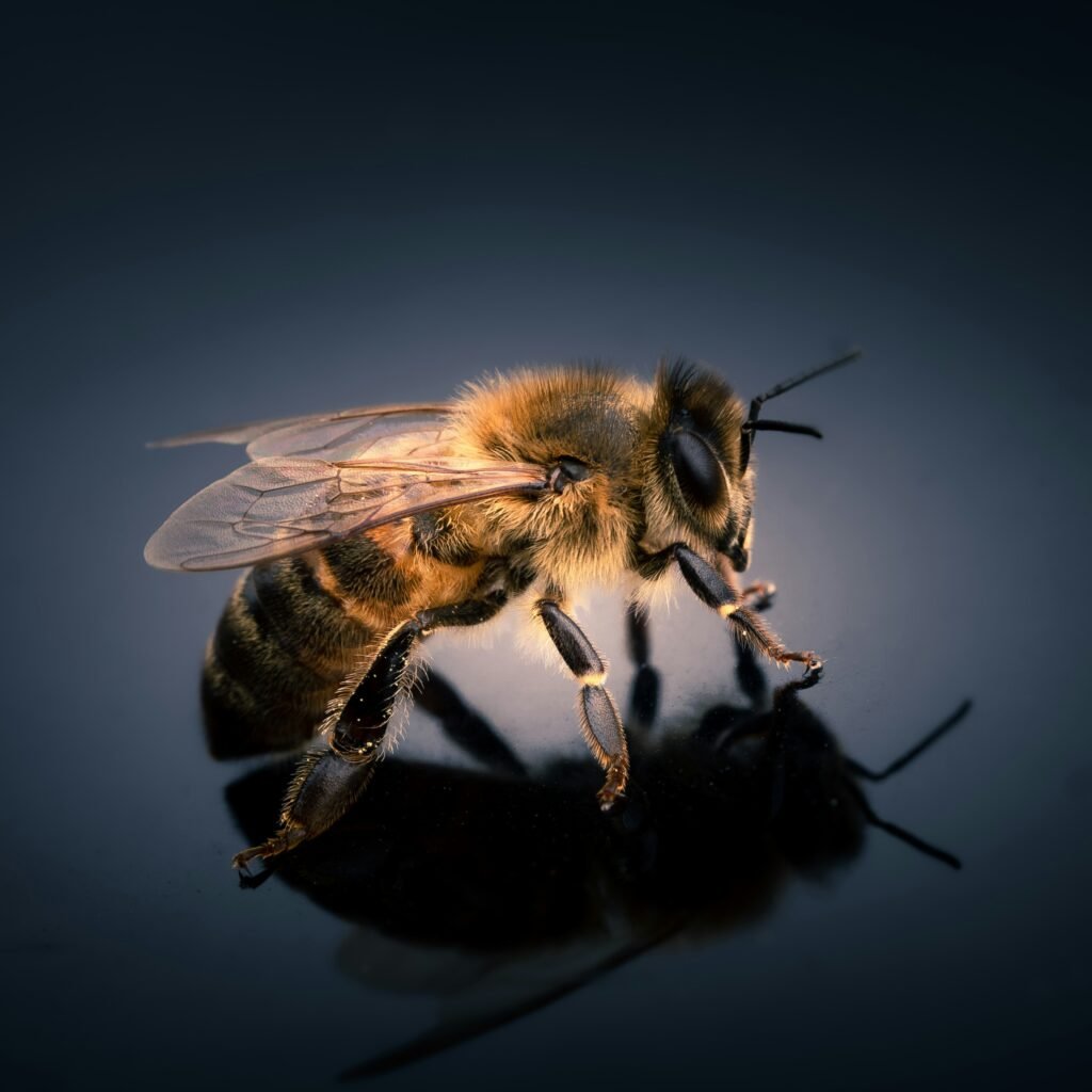 flying bee