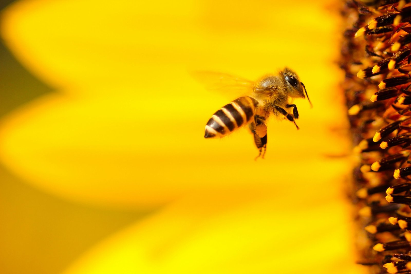 flying bee