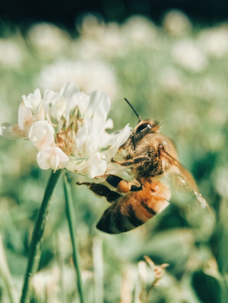 bee4